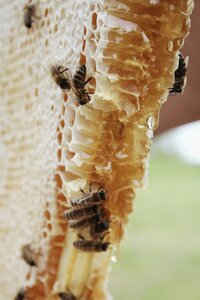 From Hive to Flame: How Beeswax Is Made – The Science, Fibonacci Secrets & Why It Beats Soy & Paraffin